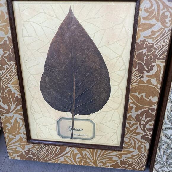 Vintage ArtPrint Of Herbarium 1880’s Botanical Leaves Maple & Daisy Set Of 2 - Picture 4 of 9